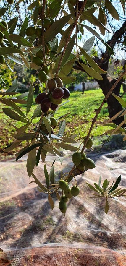 Masseria Cesarina B&B Castellana Grotte Εξωτερικό φωτογραφία