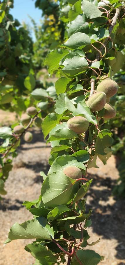 Masseria Cesarina B&B Castellana Grotte Εξωτερικό φωτογραφία